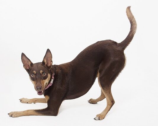 Co to są treści kształcenia przykłady?