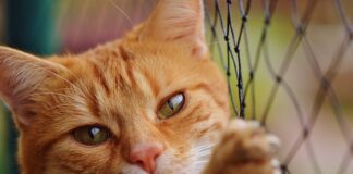 Jak obliczyć kwotę netto emerytury? Jak obliczyć kwotę netto emerytury?